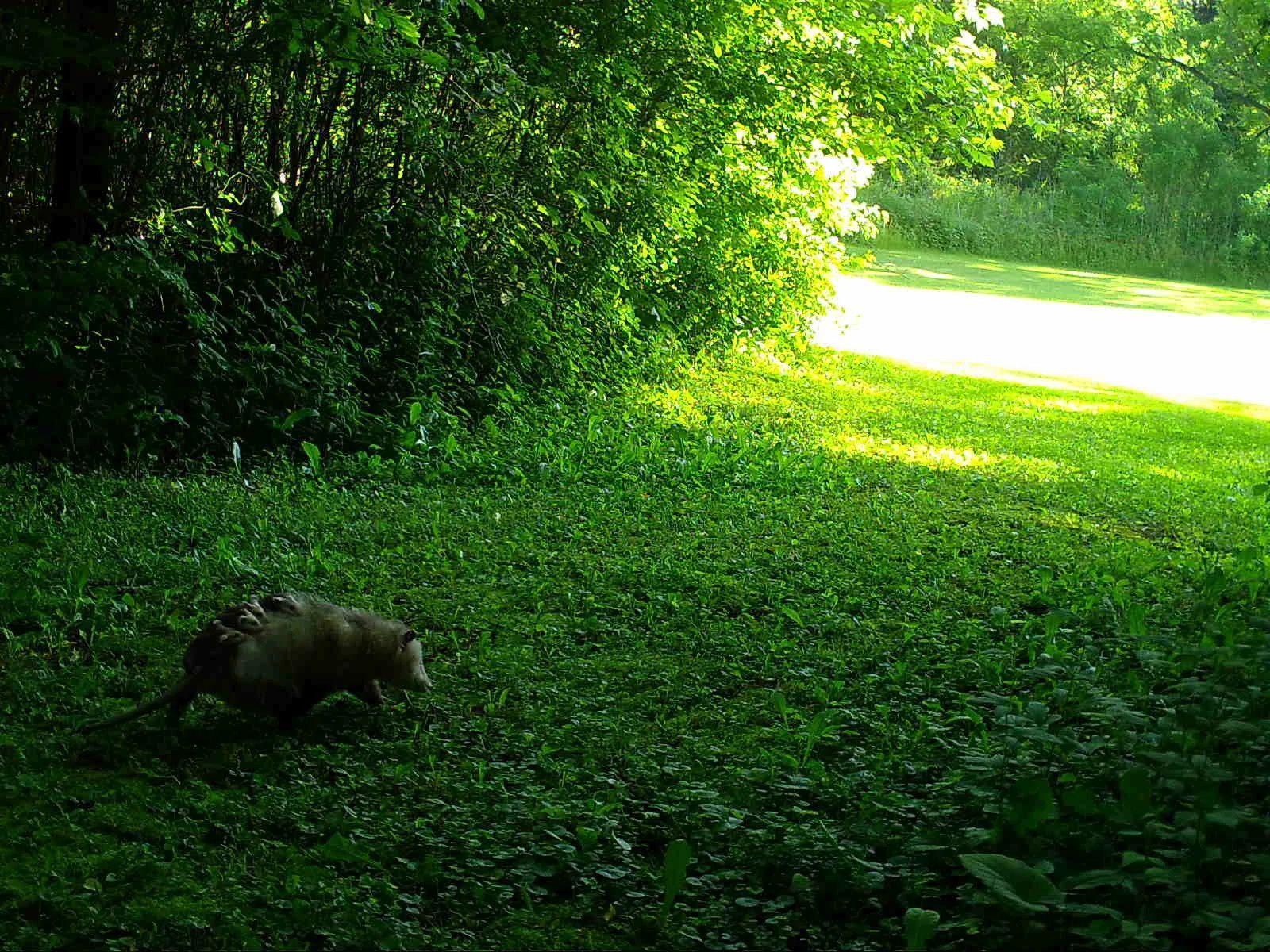 Milwaukee_Opossum_Babies_MILW020_SSWI000000017905583A.jpg